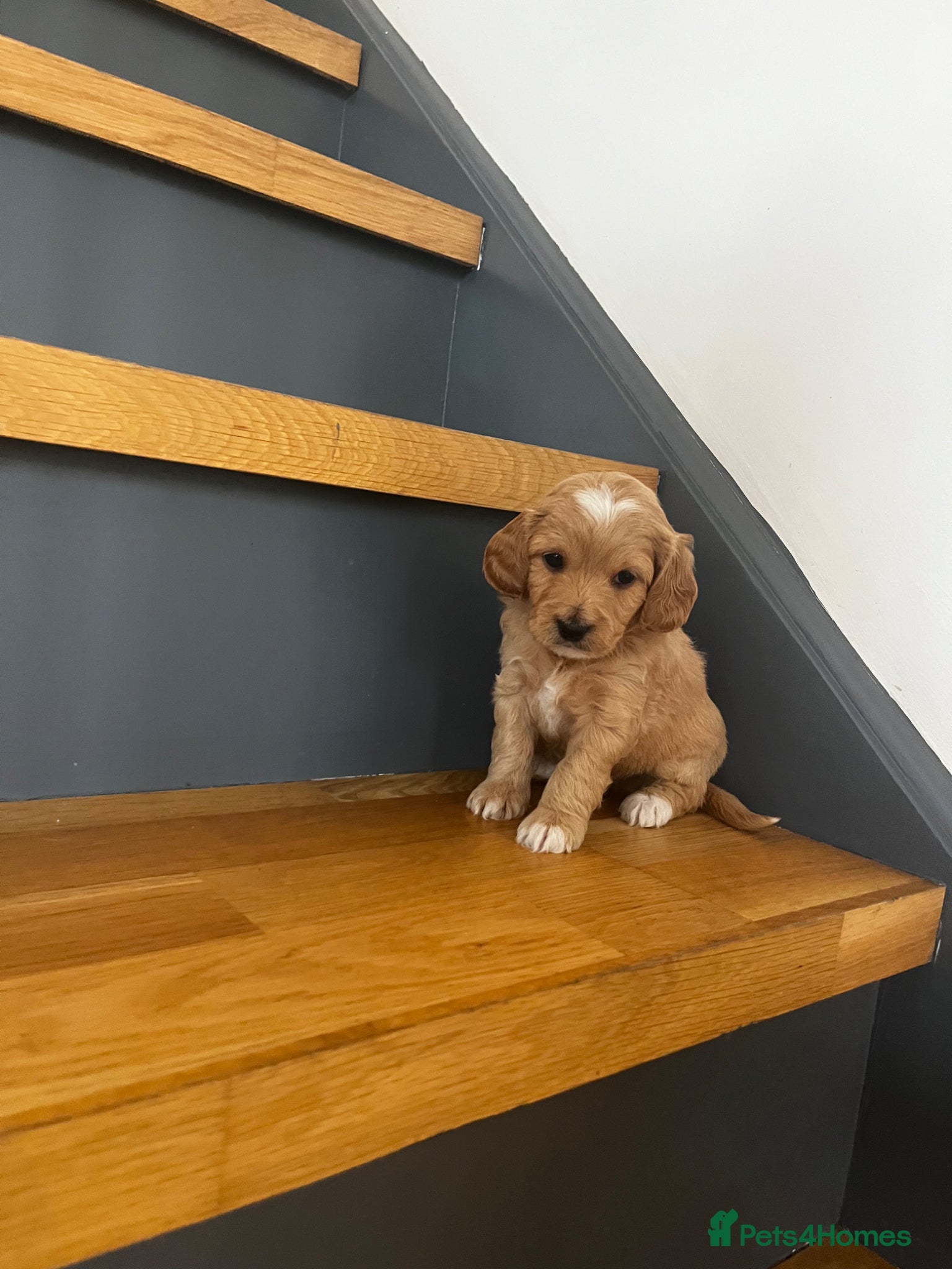 Cockapoo dogs Miniature f1b Cockapoo puppies DNA health clear🌟  - Advert 2