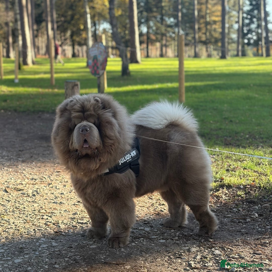 Chow Chow dogs for stud: Enzo the Lilac Chow Chow for stud 🦁 - Advert 1