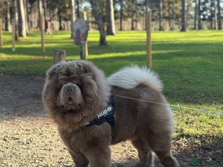 Chow Chow dogs Enzo the Lilac Chow Chow for stud 🦁 - Advert 1