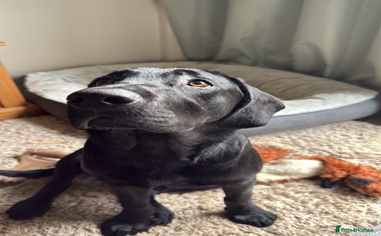 Labrador Retriever dogs - Advert 1