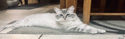 Ragdoll cats for stud: Blue Lynx Boy Looking for Visiting Girlfriends 💙 - Advert 1