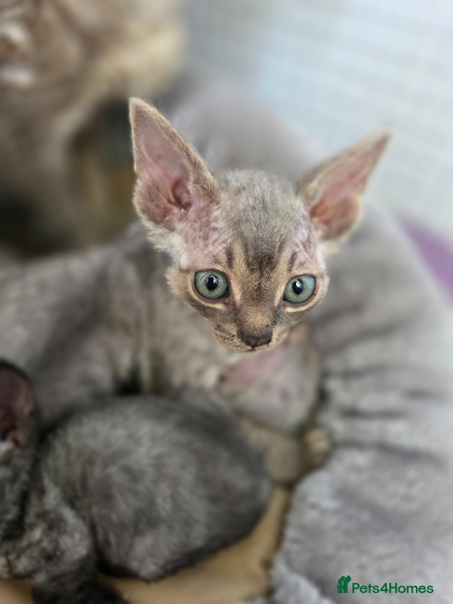 Devon Rex cats Pedigree TICA Devon Rex Kittens - Advert 3
