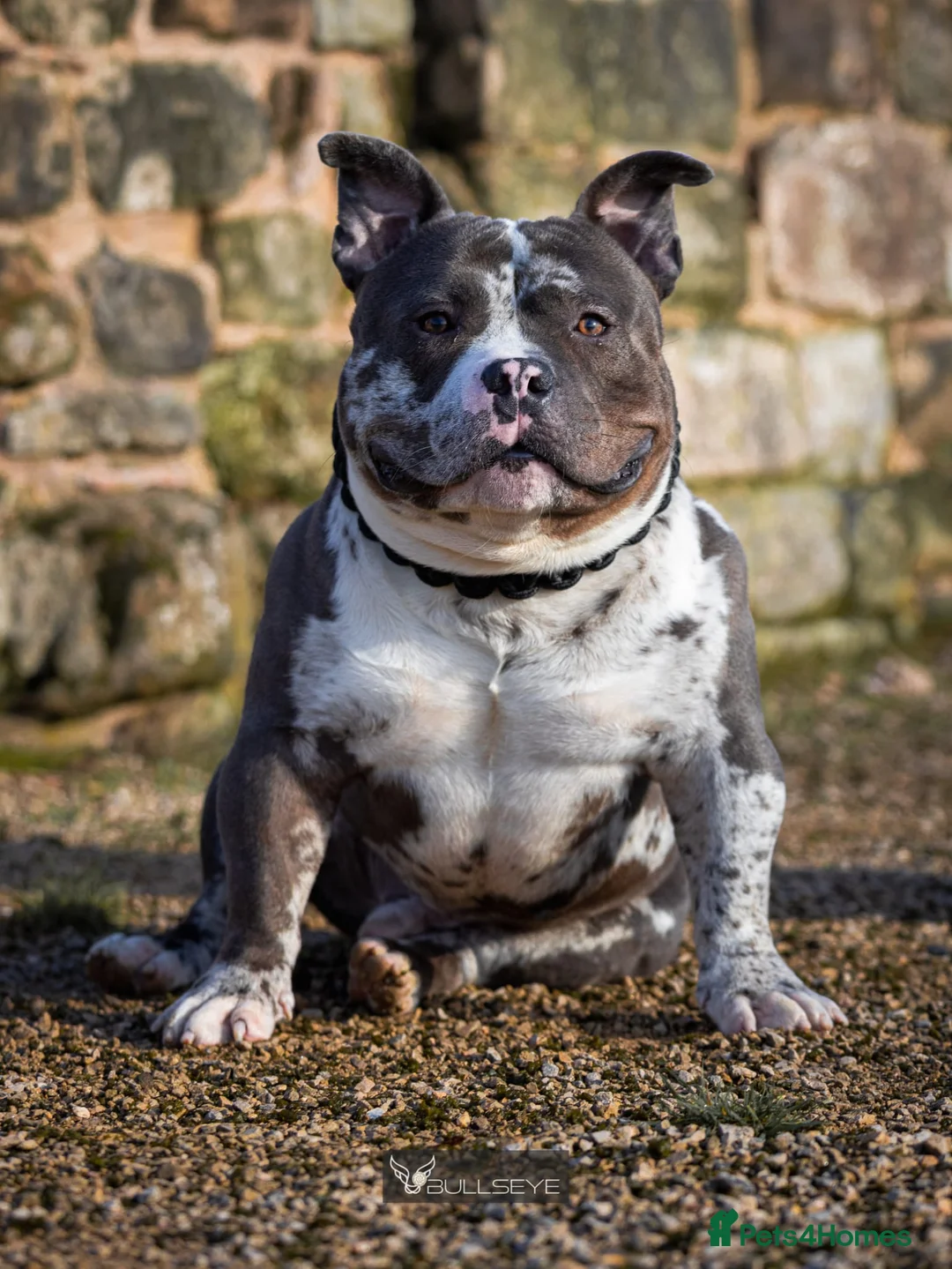 American Bully dogs for stud: ABKC POCKET BULLY STUD - Advert 3