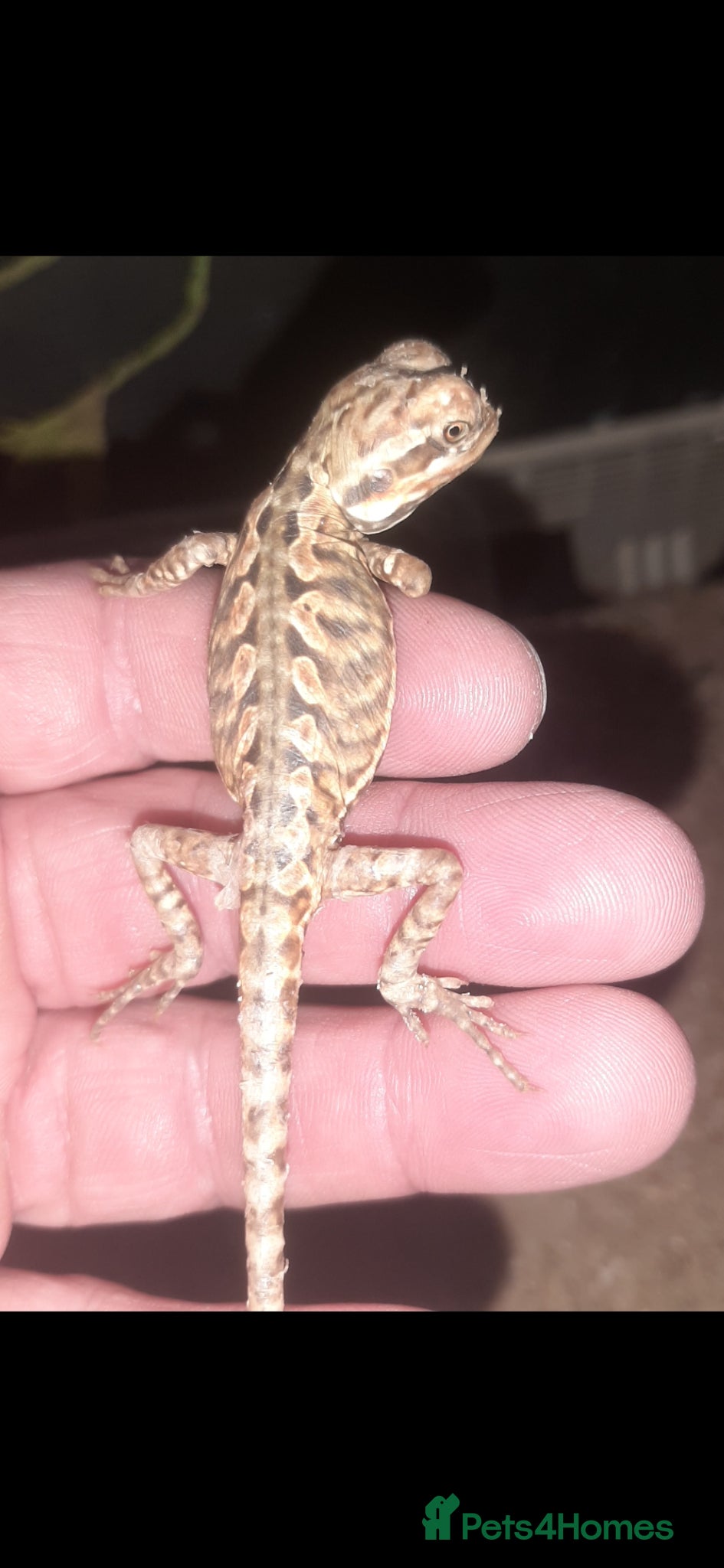 Bearded Dragon reptiles for sale: Beautiful Baby Bearded Dragons For Sale - Advert 10