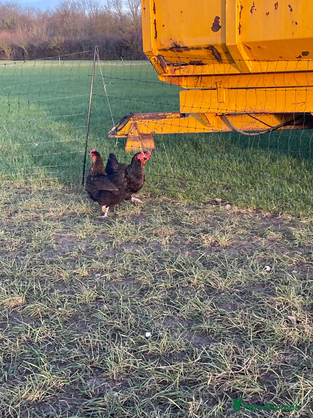 Chickens poultry for sale: Mixture of hens and cockerels - Advert 5