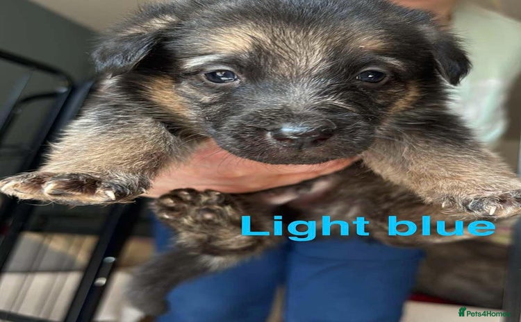 Mixed Breed dogs in Kidderminster - Advert 1