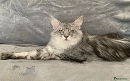 Maine Coon cats for sale: Pedigree Mainecoon females - Image 6