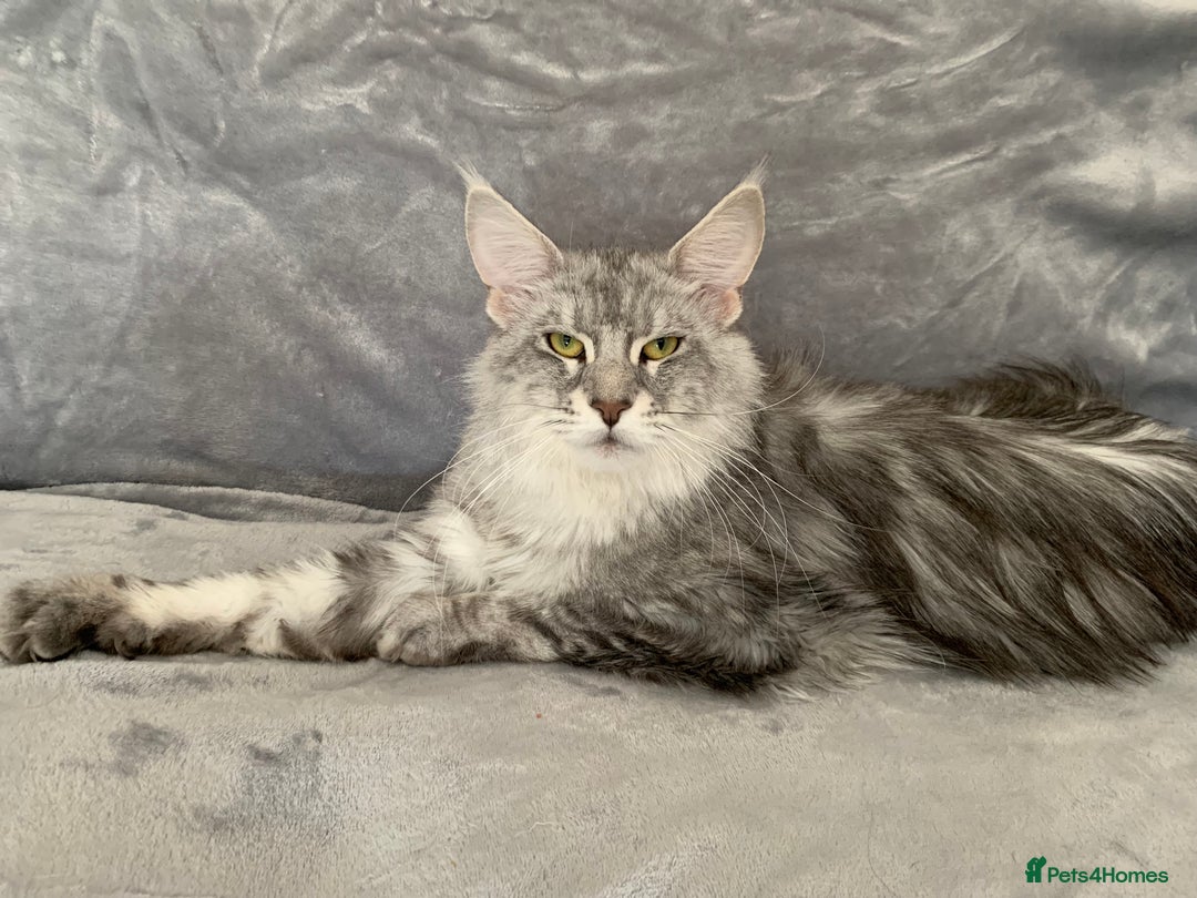 Maine Coon cats for sale: Pedigree Mainecoon females - Image 6