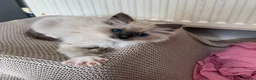 Ragdoll cats for sale: Purebred champion blood line ragdolls - Advert 7