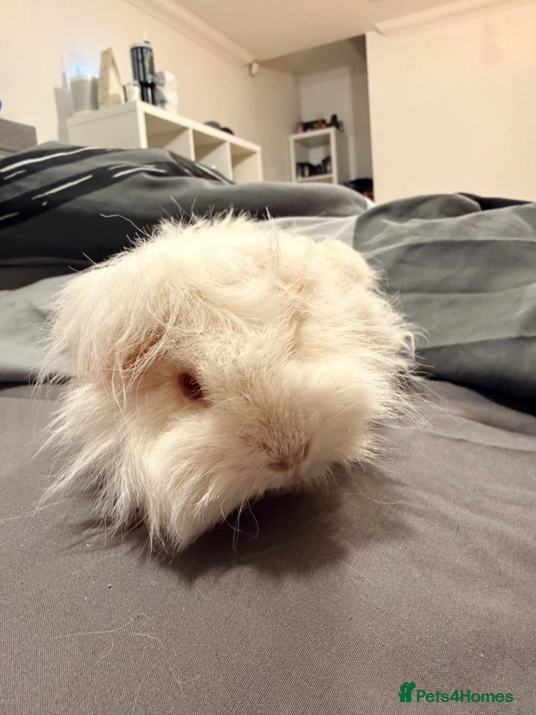 Guinea Pig rodents for sale: Female guinea pigs  - Advert 9