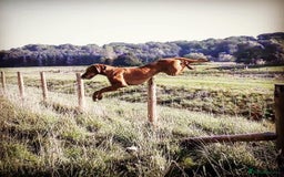 Hungarian Vizsla dogs for sale: Gamekeeper bred KC registered Crufts progeny - Image 11