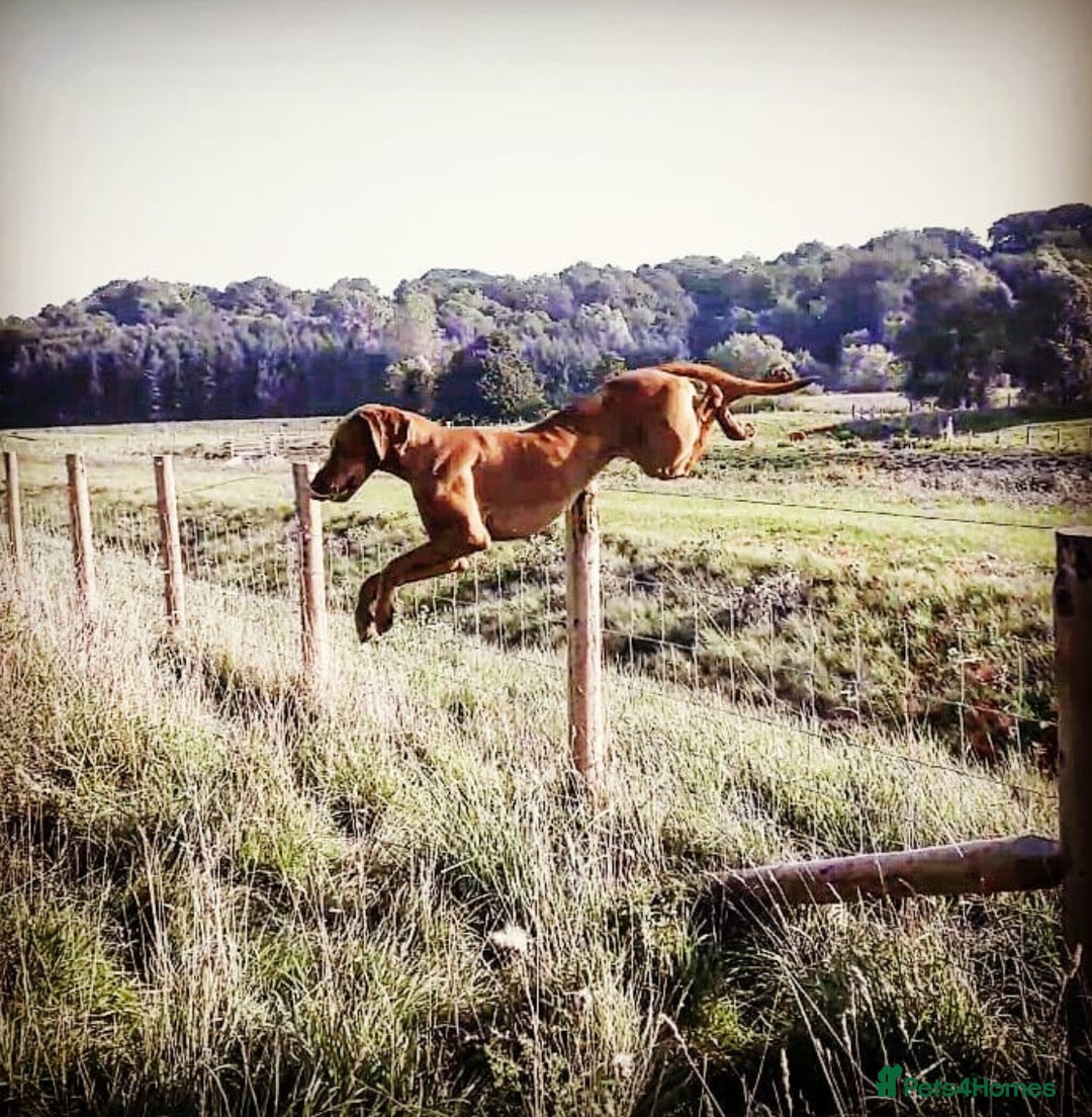 Hungarian Vizsla dogs for sale: Gamekeeper bred KC registered Crufts progeny - Image 11