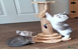 British Shorthair cats for sale: Now Ready to leave! Cute Little British Shorthair - Image 20