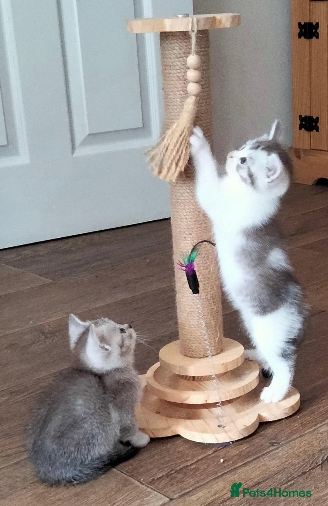 British Shorthair cats for sale: Now Ready to leave! Cute Little British Shorthair - Image 20