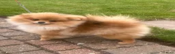 Pomeranian dogs for sale: Orange Male Import  - Advert 2