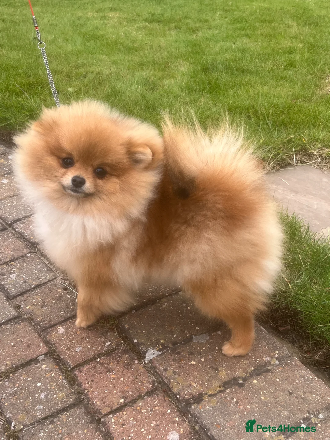 Pomeranian dogs for sale: Orange Male Import  - Advert 2