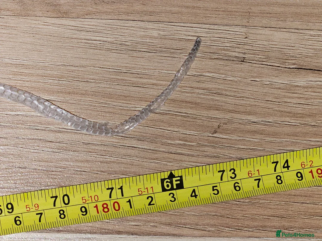 Mixed Breed invertebrates for sale: Red tail racer  rat snake in Bristol - Advert 6