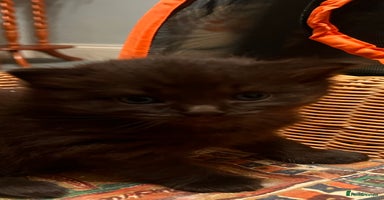 Mixed Breed cats Long haired ragdoll cross - Advert 16