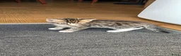 Domestic Shorthair cats for sale: 8‑Week Domestic Shorthair Kittens,Mum Can Be Seen  - Advert 8
