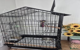 Parakeets birds for sale: Indian ringneck & Derbyan Parrot - Image 9