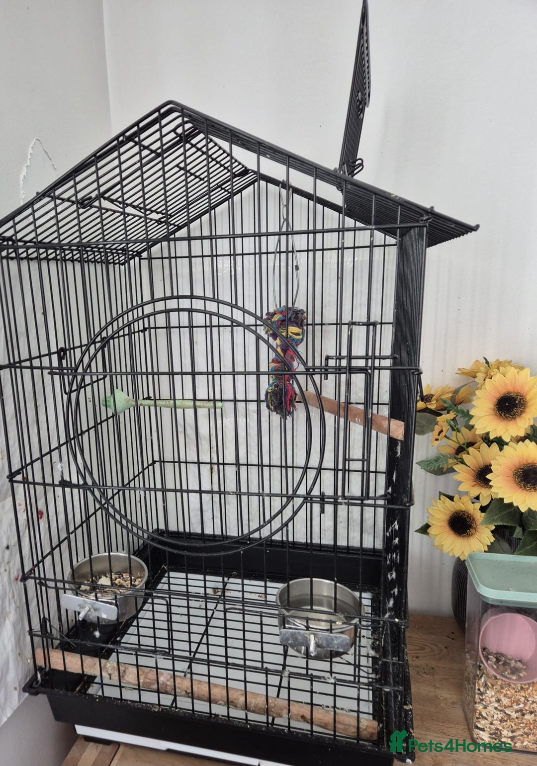 Parakeets birds for sale: Indian ringneck & Derbyan Parrot - Image 9