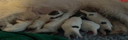 Jack Russell dogs for sale: KC registered  rough coated Jack Russell pups - Advert 7
