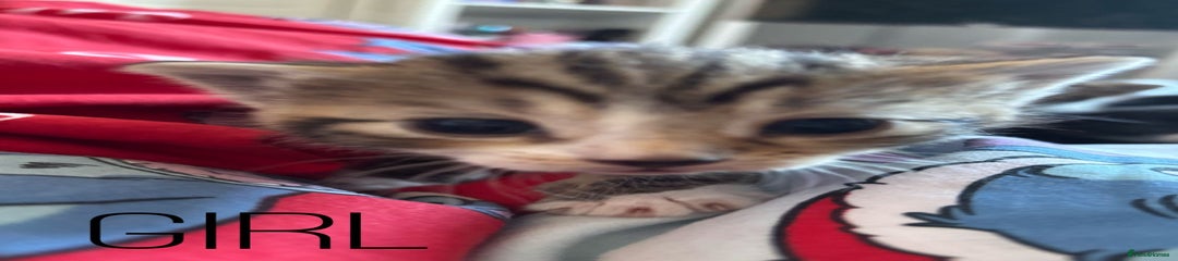 British Shorthair Kitten 4