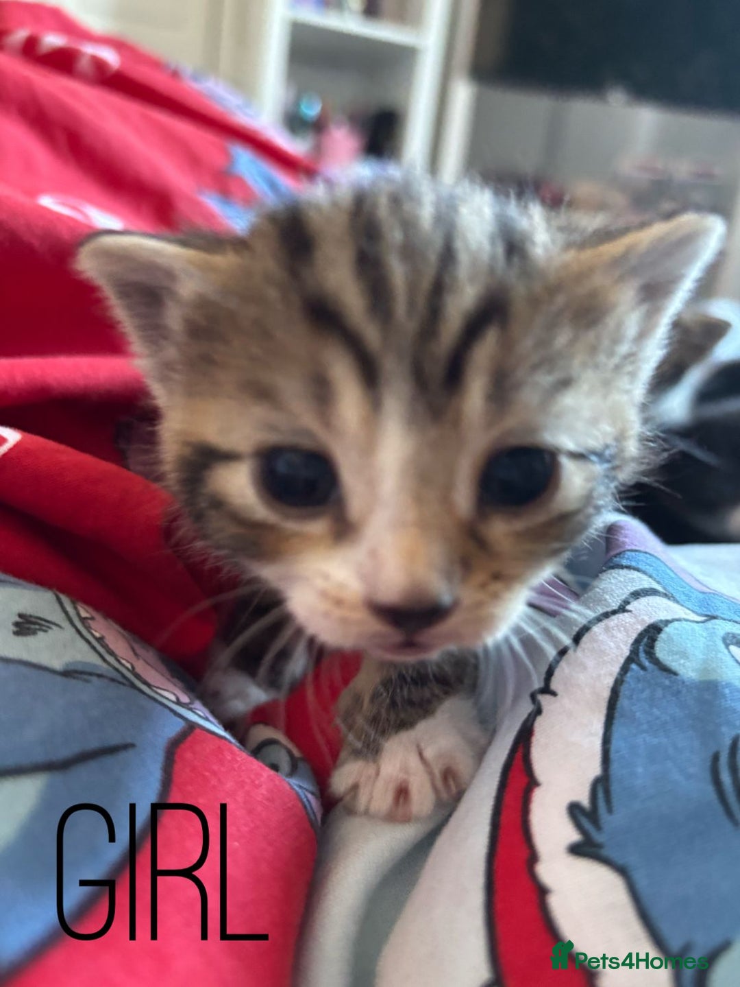 British Shorthair cats for sale: 4 beautiful kittens for sale  - Advert 13