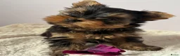 Yorkshire Terrier dogs for sale: Yorkshire terrier  - Advert 8