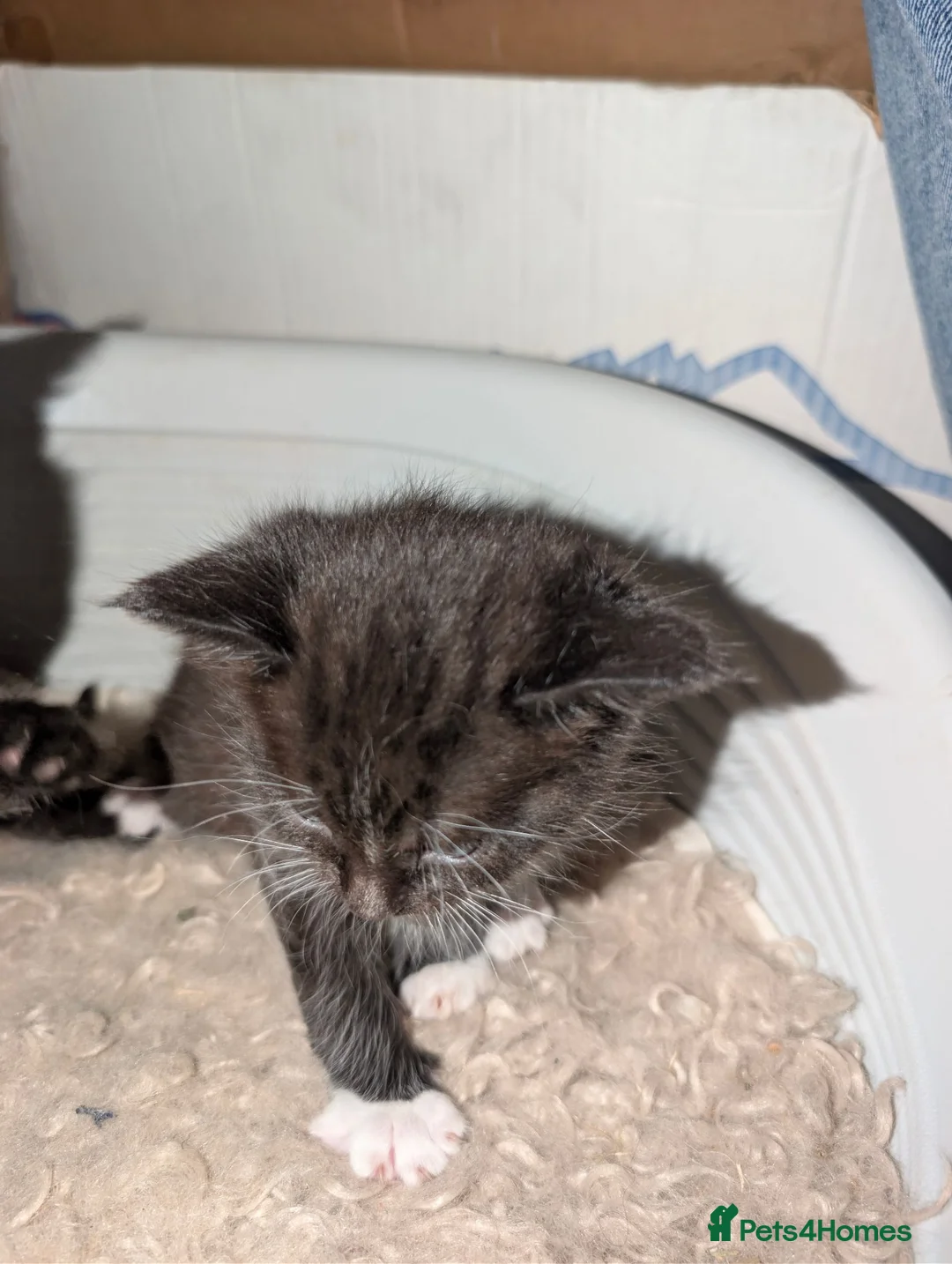Mixed Breed cats for sale: Maine coon X kittens for sale.. - Advert 15