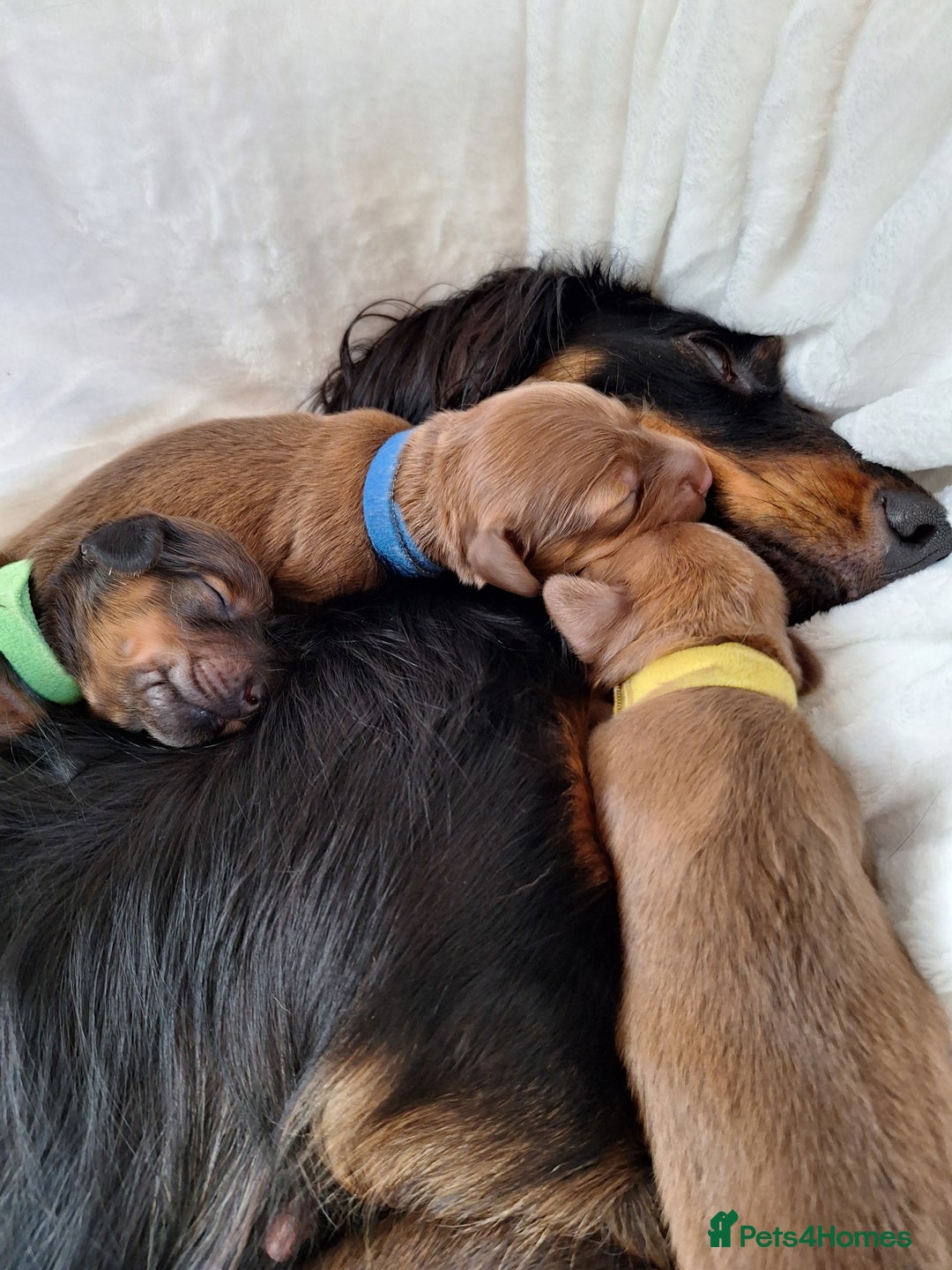 Miniature Dachshund dogs for sale: Longhaired Minature Dauchounds - Image 5