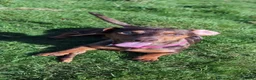 Chiweenie dogs for sale: Chiweenie pups - Advert 6