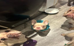 French Bulldog dogs for sale: Ebou x from highly tested Parents - Image 6