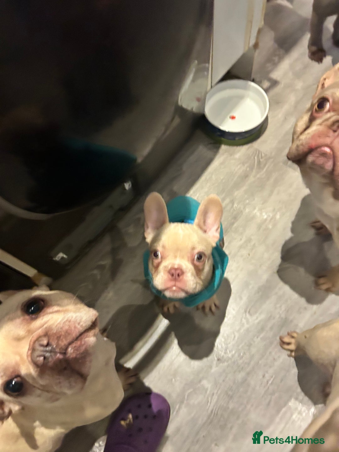 French Bulldog dogs for sale: Ebou x from highly tested Parents - Image 6