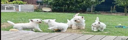 West Highland Terrier dogs for sale: West highland white terrier  - Advert 1