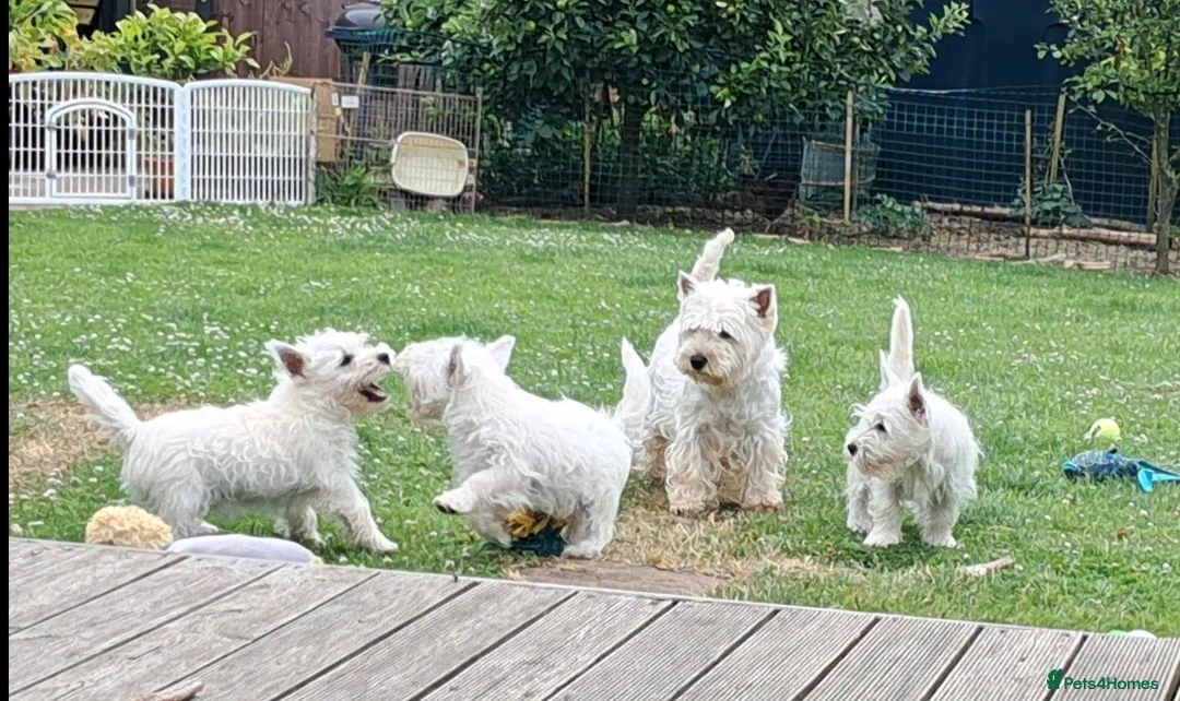 West Highland Terrier dogs for sale: West highland white terrier  - Advert 1