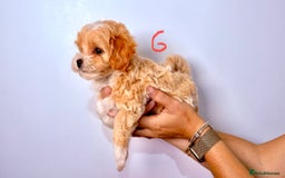 Maltipoo dogs for sale: ADORABLE TOY SIZE KOREAN SIRE F1 MALTIPOO PUPS  - Image 8