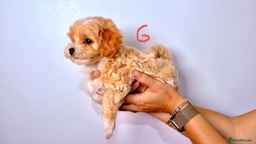 Maltipoo dogs for sale: ADORABLE TOY SIZE KOREAN SIRE F1 MALTIPOO PUPS  - Image 8