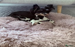 Biewer Terrier dogs for sale: Yorkshire terrier  - Advert 4