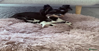 Biewer Terrier dogs - Advert 1
