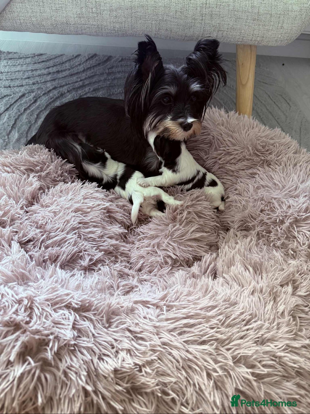 Biewer Terrier dogs for sale: Yorkshire terrier  - Advert 4