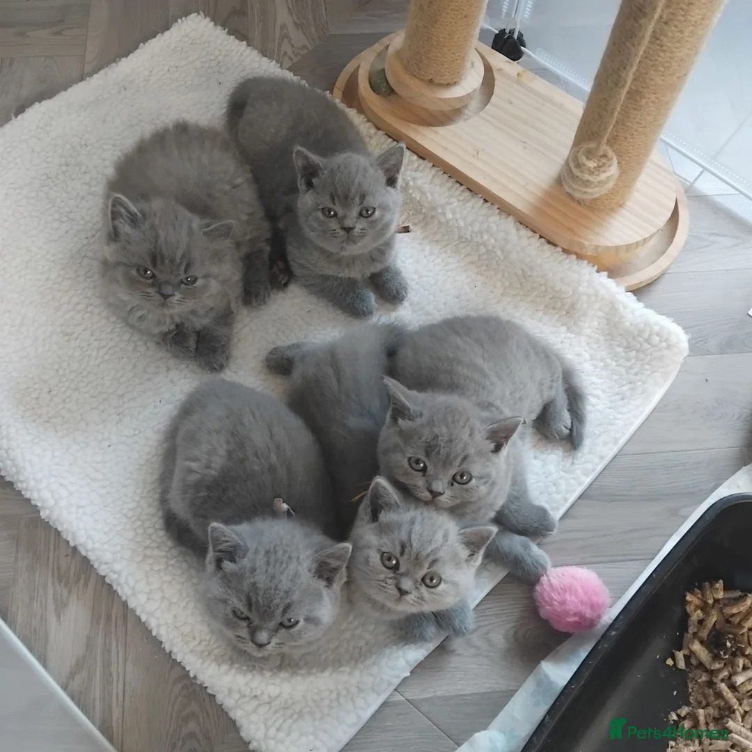 British Shorthair cats for sale: British shorthair kittens  - Advert 1