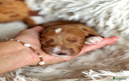 Australian Labradoodle dogs for sale: Pure Multigen Australian Labradoodle Puppies - Image 25
