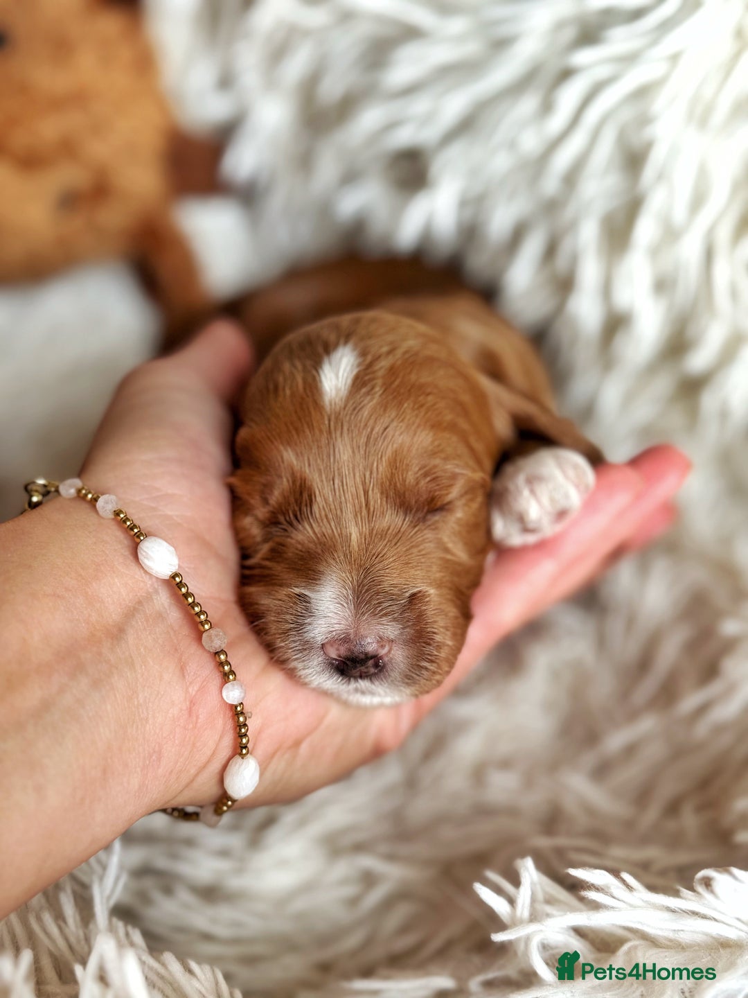 Australian Labradoodle dogs for sale: Pure Multigen Australian Labradoodle Puppies - Image 25