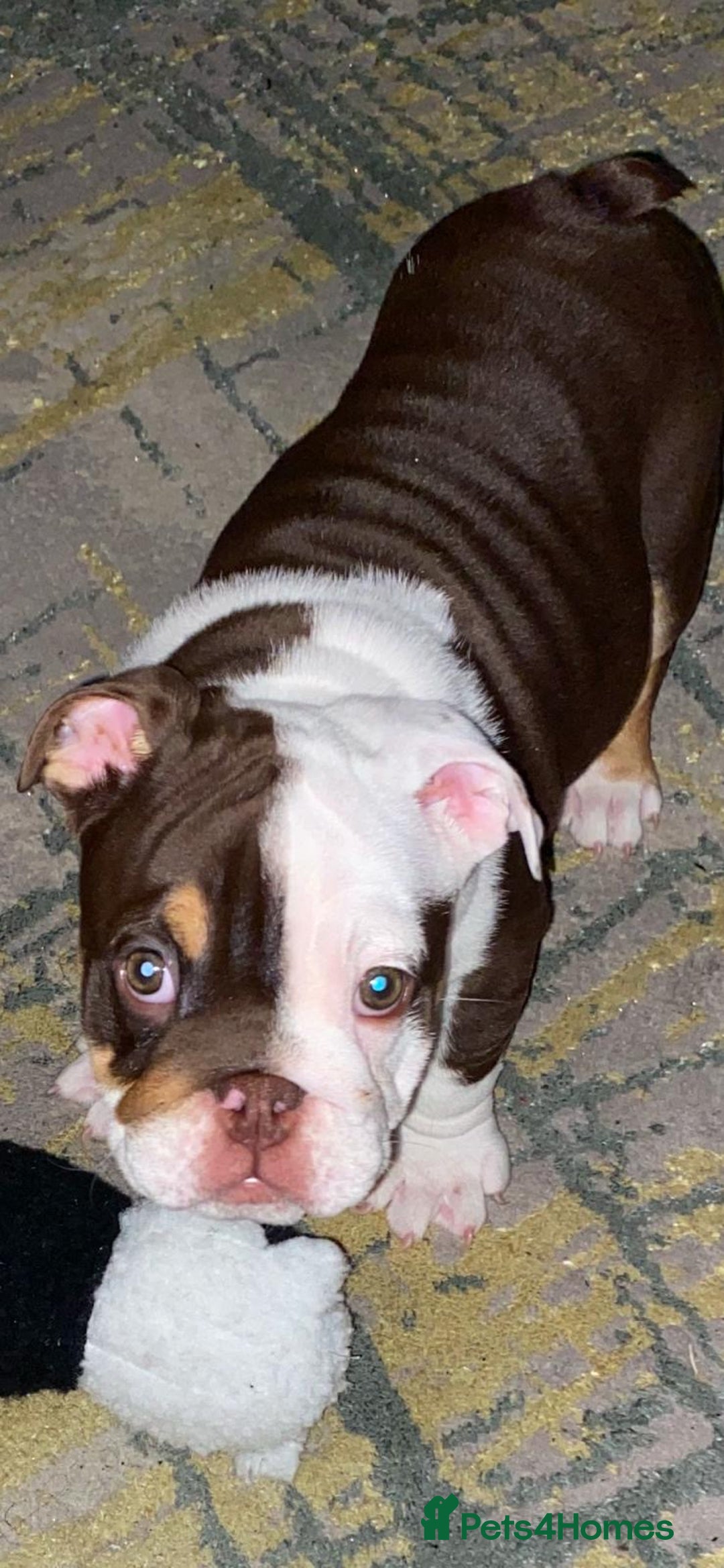 English Bulldog dogs for sale: English bulldog KC registered 16 months old - Advert 6