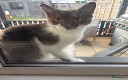 British Shorthair cats for sale: Blue/grey cat for sale  - Image 1