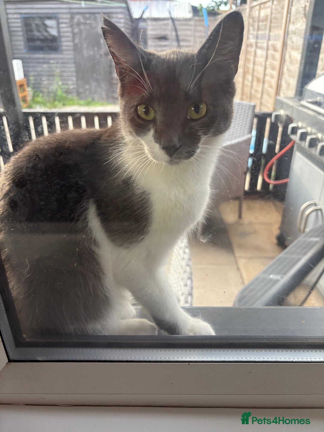 British Shorthair cats for sale: Blue/grey cat for sale  - Image 1