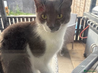 British Shorthair cats - Advert 24