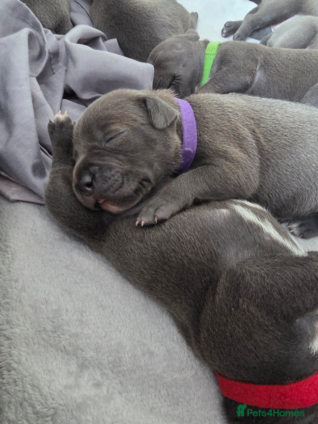Staffordshire Bull Terrier dogs for sale: Staffordshire Bull Terrier Puppies - Image 15