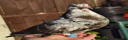 Pigeons birds for sale: Pigeons [Semi Hand-Raised] - Fancy & Racing Breeds - Advert 5